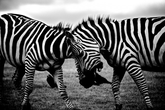zebras-clash