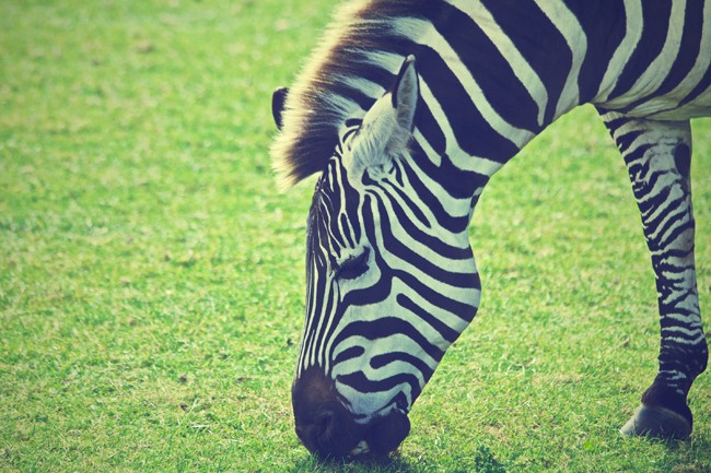 animal-grass-meadow-africa