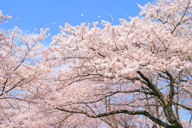 cherry-blossom_00009