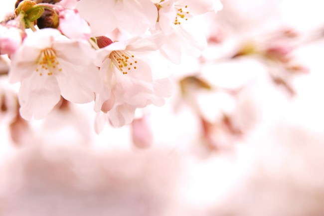 cherry-blossom_00017