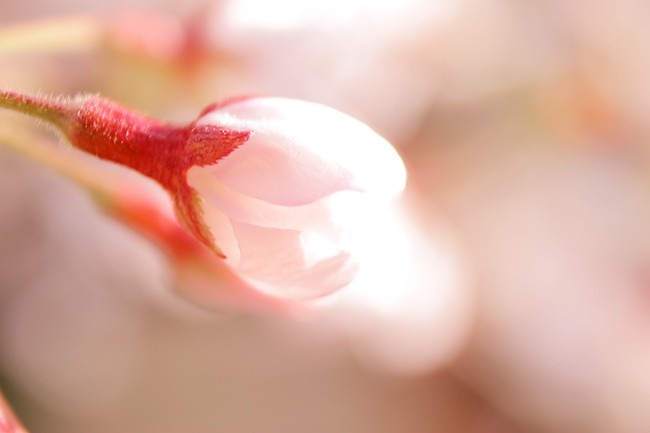 cherry-blossom_00036