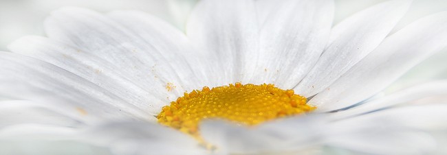 chrysanthemum-659111_1920