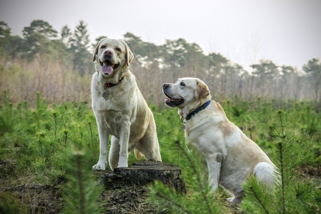 labrador-breed-dogs-animal