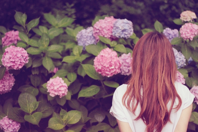 たくさんの紫陽花（あじさい）と女の子のフリー写真画像