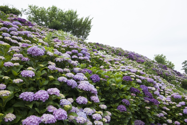 一面に咲く紫陽花2