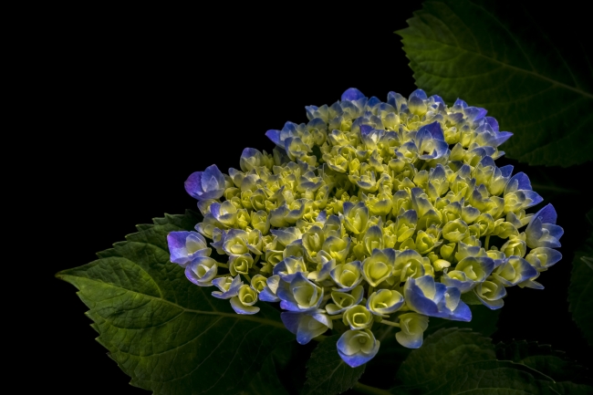 hydrangea